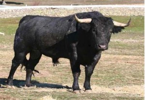 hoyo6